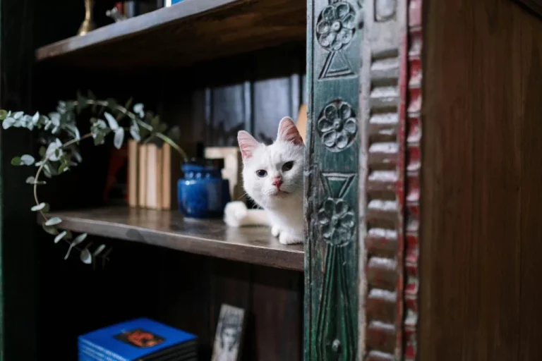 Berniat Adopsi Kucing, Ini Cara Mengenalkan Kucing dengan Rumah Baru