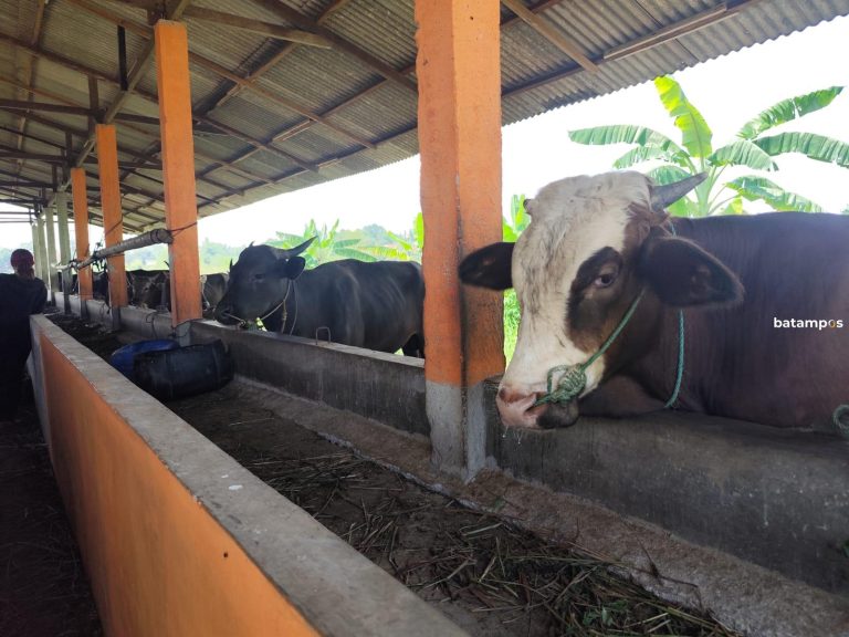 Kepri Butuh 17 Ribu Ekor Sapi dan Kambing untuk Idul Adha 2025