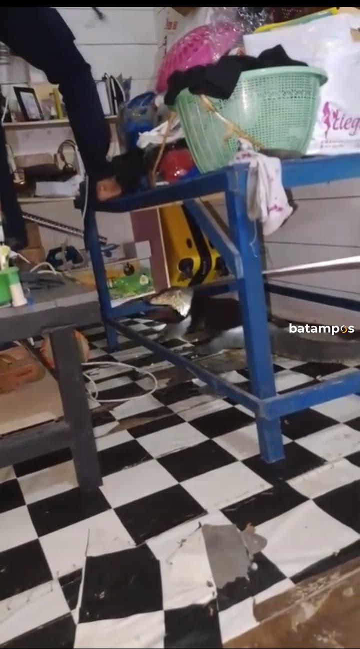 Biawak Besar Masuk Rumah, Dua Ekor Anak Kucing Jadi Korban