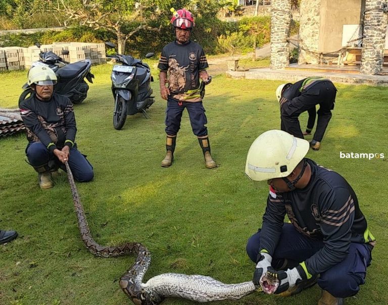 Ditangkap Setelah Telan Angsa, Ular Piton Sepanjang 3 Meter Benar-benar Tak Berdaya