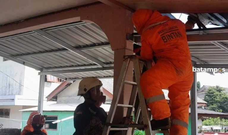 Kedapatan Bersarang di Plapon Rumah Warga, Pemadam Eksekusi Sarang Lebah Madu di Bintan