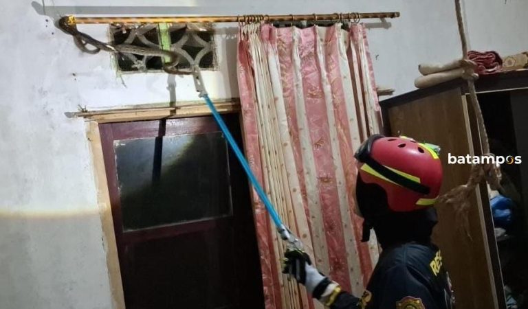 Ular Sawah Nangkring dekat Ventilasi Rumah Warga di Tanjungpermai, Akhirnya Ditangkap Tim Damkar