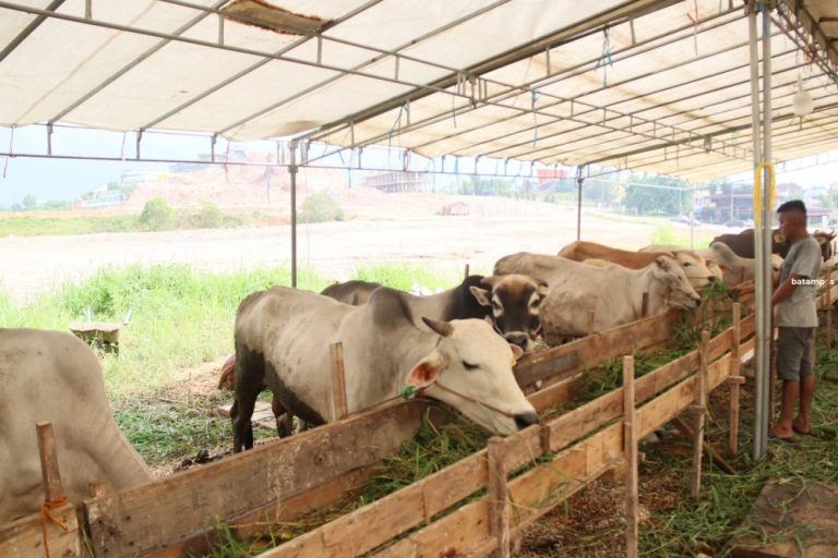 Batam Siapkan 4 Ribu Sapi dan 2 Ribu Kambing untuk Kurban, Dipastikan Bebas PMK
