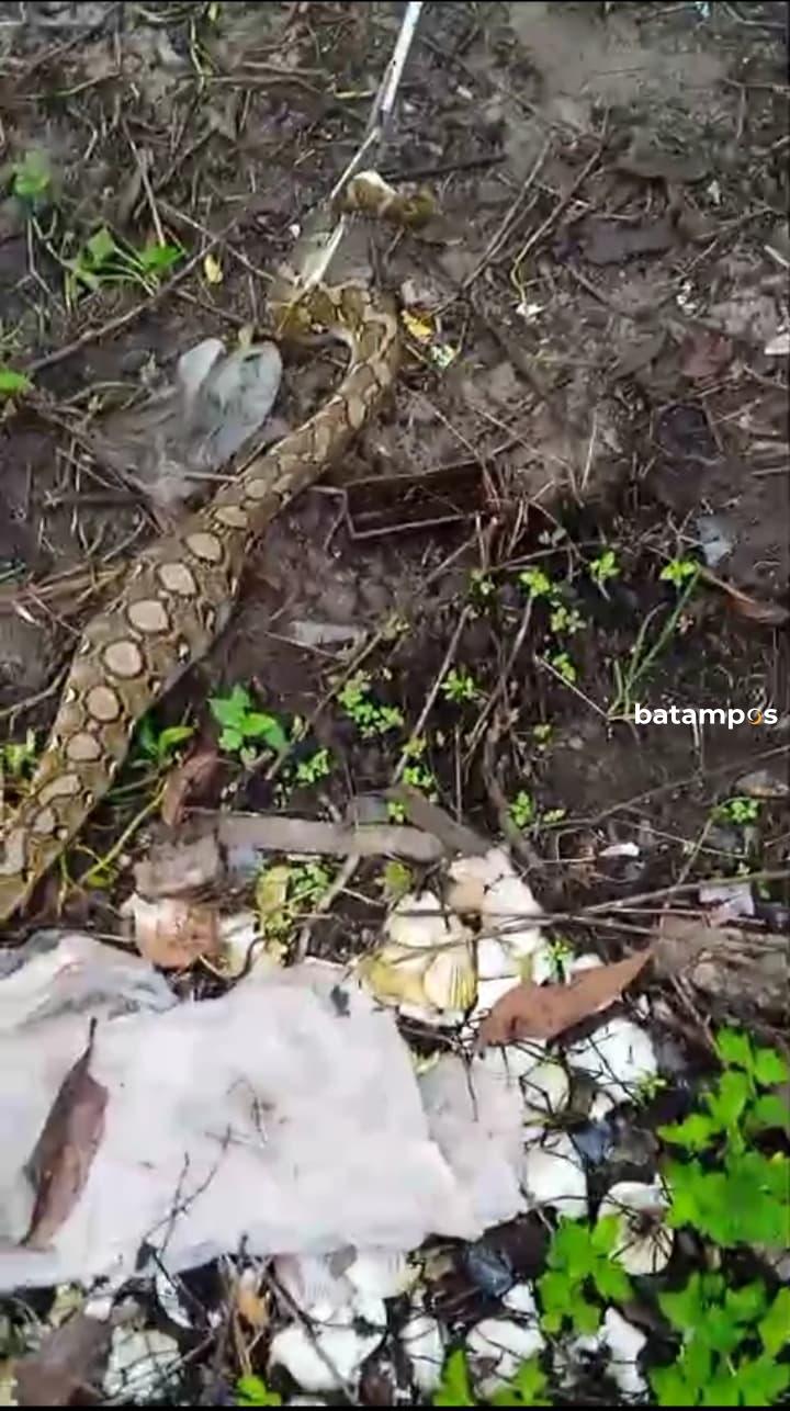 Ular Piton Sepanjang 2 Meter Berhasil Memangsa Ayam Peliharaan Milik Warga Daik Lingga