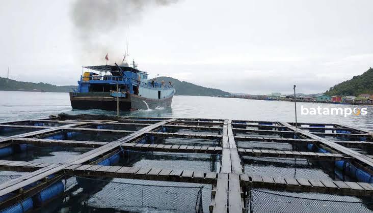 Nelayan Anambas Galau, Ekspor Ikan Hidup ke Hongkong Terhenti