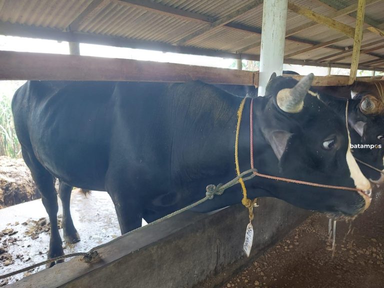 Bejo, Sapi Kurban Presiden Prabowo untuk Masyarakat Bintan Berbobot 856 Kg
