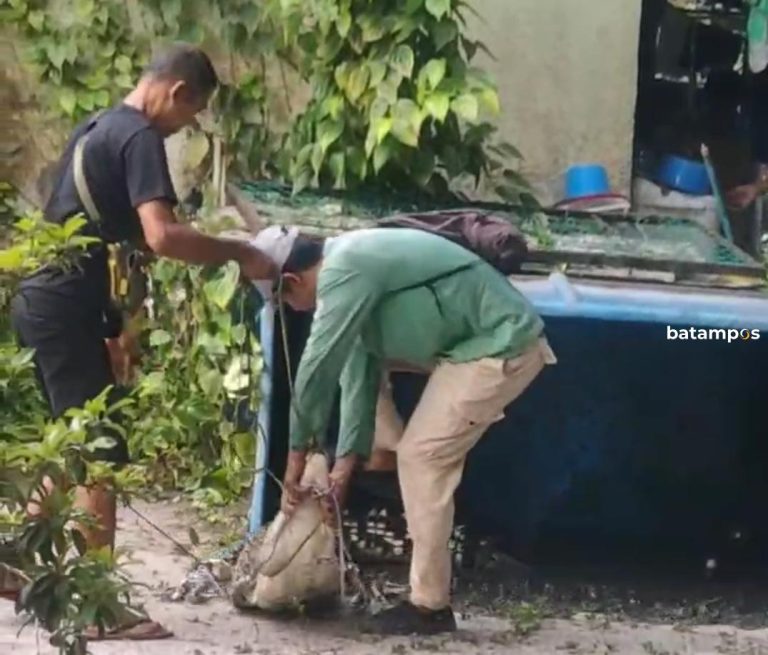 Petugas Gabungan Evakuasi Buaya Peliharaan Sepanjang 2 Meter di Bintan