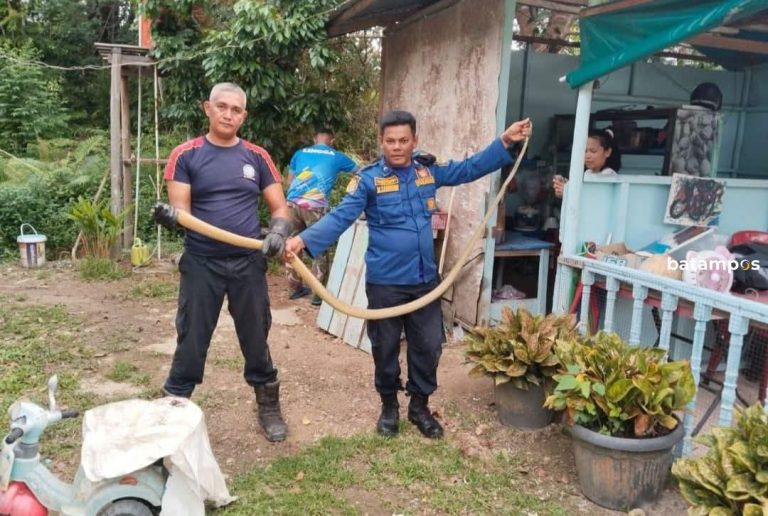 Ular Kobra Sepanjang 2,5 Meter Berhasil Dievakuasi Petugas Damkar dari Rumah Warga Daik Linga