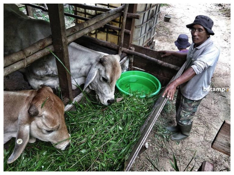 Untuk Idul Adha 2025, Lingga Butuh Sapi Kurban 300 Ekor