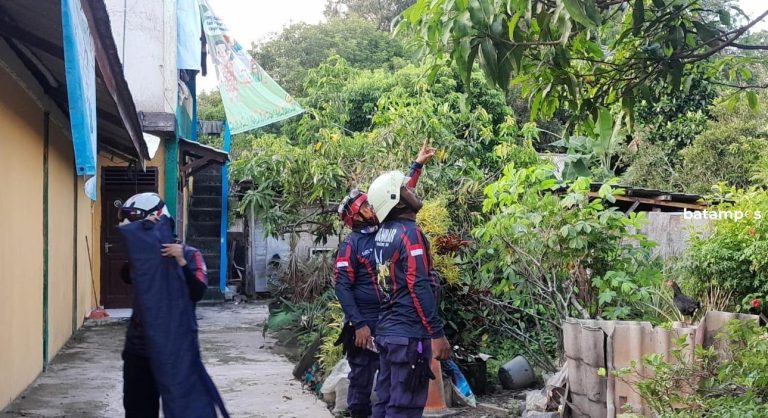 Sempat Berhasil Kabur, Ular Cincin Emas Akhirnya Berhasil Ditangkap Tim Pemadam 