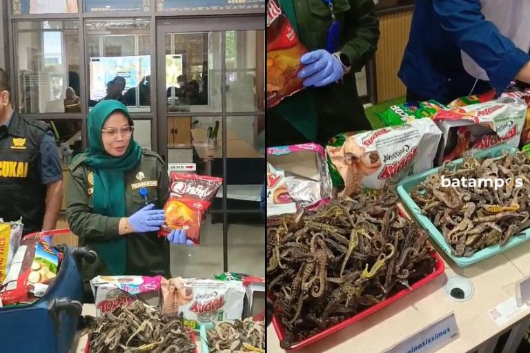 Ada Upaya Menyelundupkan Kuda Laut 20 Kg melalui Bandara Hang Nadim Batam, Berhasil Ditegah