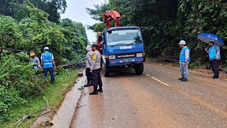 2 Pohon Tumbang Dievakuasi