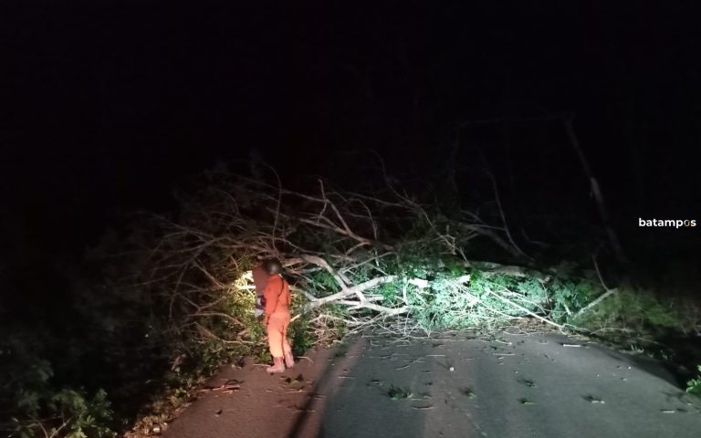 Pohon Getah Tumbang Tutupi Badan Jalan di Desa Lancang Kuning, Bus Tidak Bisa Lewat