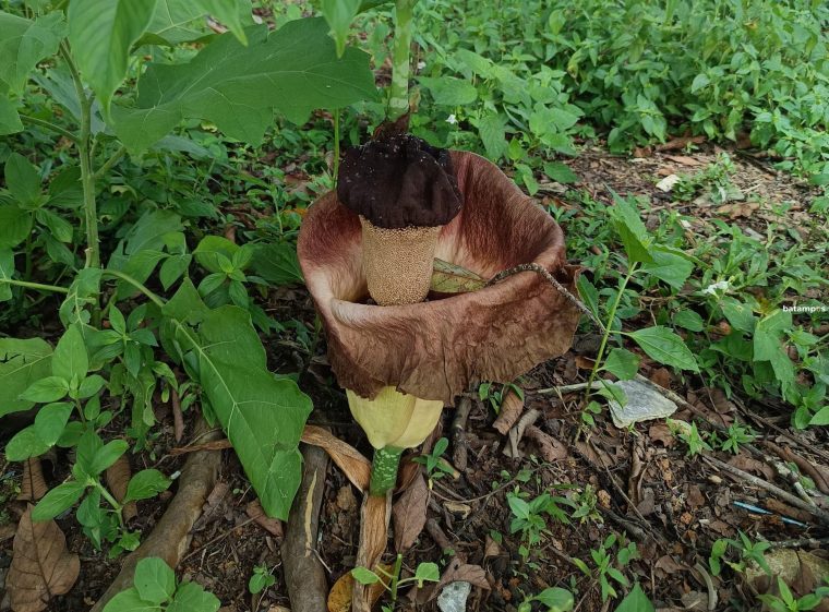Bunga Bangkai Langka Tumbuh Mekar di Kebun Warga Desa Toapaya
