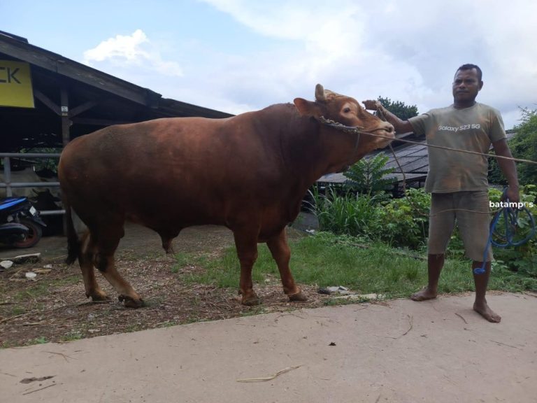 Sapi Kurban Presiden untuk Batam Bobotnya 822 Kilogram