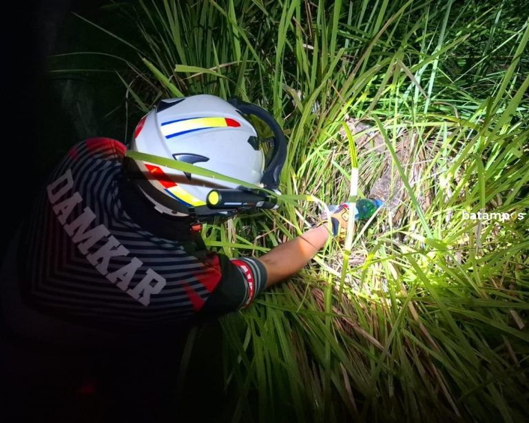 Tiga Warga Bintan Disengat Tawon Vespa, Damkar Bakar Sarang