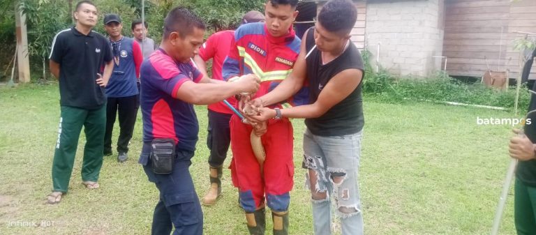 Sembunyi di Bawah Warung, Damkar Daik Lingga Evakuasi Ular King Cobra Berukuran 3,8 Meter