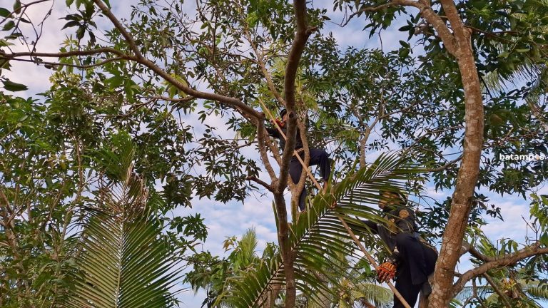 Warga Ketakutan, Monyet Berkeliaran di Pemukiman Warga di Bintan