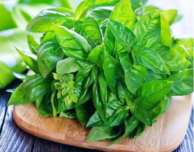 Sering Disepelekan, Ini 9 Khasiat Daun Kemangi