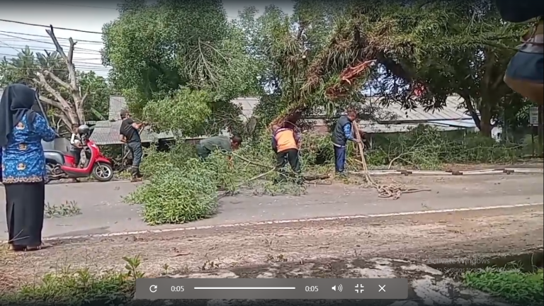 Ditabrak Truk, Pohon Tua Tumbang ke Jalan
