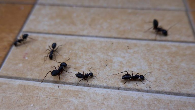 Ini 5 Cara Ampuh Membasmi Semut di Rumah