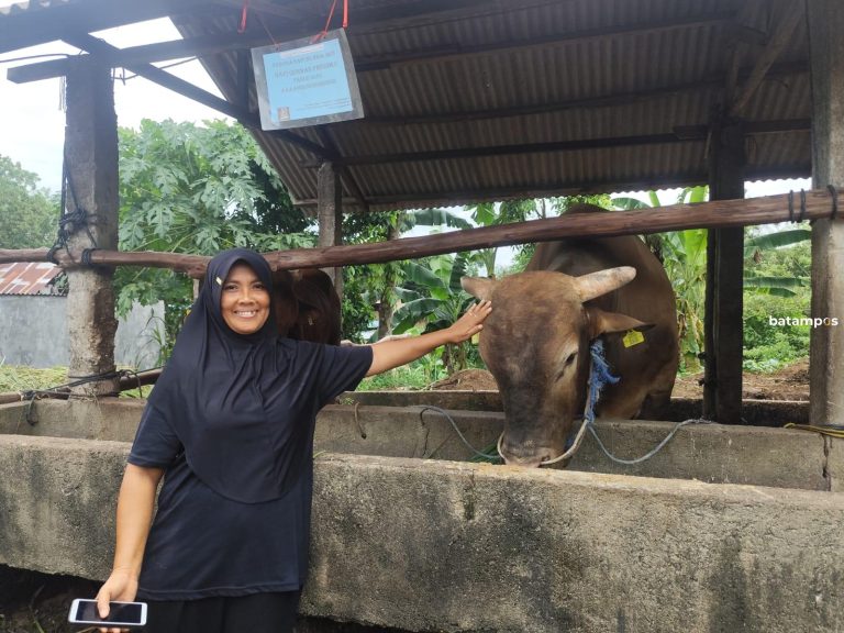 Jersen Sapi Kurban Prabowo Bakal Dipotong di Masjid Pancur, Tanjungpingang