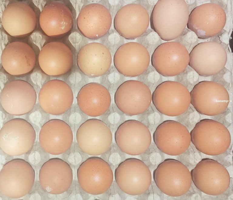 Harga Telur Ayam Naik, Ini Penyebabnya