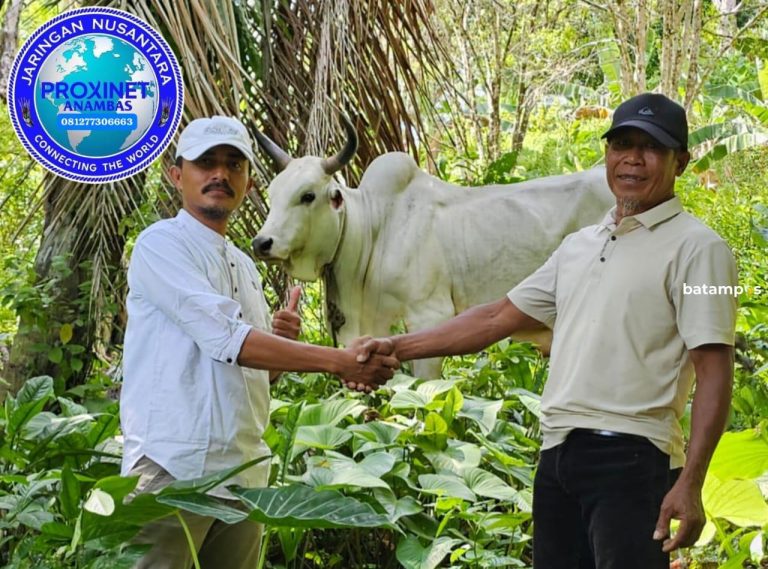 Momentum Idul Adha, ProxiNet Anambas Salurkan Satu Ekor Sapi Seberat Hampir Satu Ton kepada Masyarakat Antang