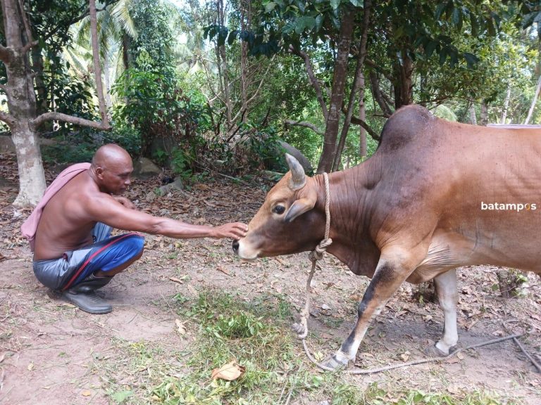 Peternak di Anambas Keluhkan Permintaan Sapi Merosot Tajam, Tahun Ini Hanya Mampu Jual 4 Ekor Sapi