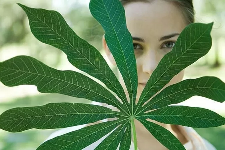 Menyimpan Segudang Nutrisi untuk Tubuh, Inilah 8 Manfaat Daun Singkong