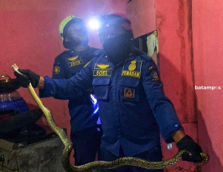 Warga Bintan Dikejutkan Ular saat Hendak Masak