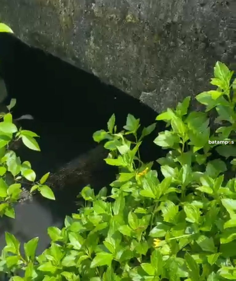 Warga Gang Pulau Pandan Dikagetkan dengan Keberadaan Buaya