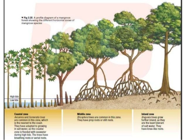 Rahasia di Balik Hutan Mangrove
