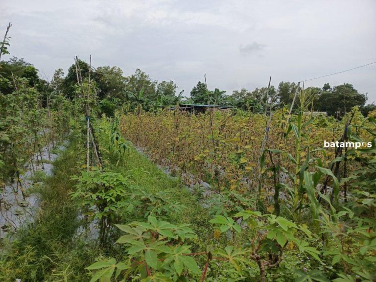Zona Agribisnis BP Batam Jadi Angin Segar untuk Petani dan Peternak di Seitemiang 