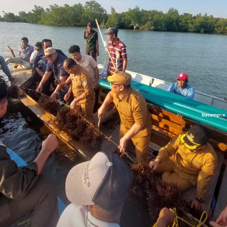 Wagub Nyanyang Pimpin Panen Raya Rumput Laut di Karimun
