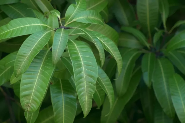 Ini 7 Khasiat Daun Mangga yang Luar Biasa untuk Kesehatan