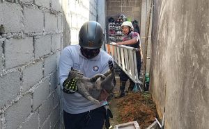 Kucing Tak Mau Turun dari Atap, Warga Bintan Panik hingga Telepon Damkar