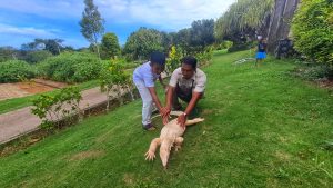 Biawak Albino dan Binturong, Magnet Baru Safari Lagoi yang Edukatif dan Eksotis