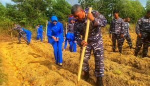 TNI AL dan Petani Tanam Jagung di Bintan Dukung Ketahanan Pangan Lokal