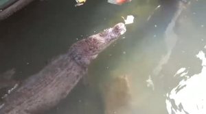 Buaya Muncul di Kolong Rumah Warga Tambelan, Camat Imbau Waspada