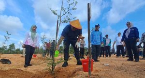 395 Pohon Ketapang Ditanam di DAS Kawal Gunakan Dana Sawit