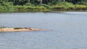 Buaya Nongol di Waduk Gesek Bintan, Warga Cemas