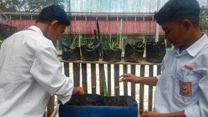 Asyiknya Siswa SMP Air Asuk Belajar Menyemai Tanaman di Sekolah