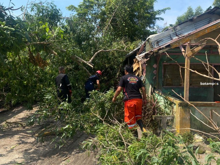 Hujan dan Angin Kencang, Satu Rumah Semi Permanen di Pantai Pelawan Tertimpa Pohon Tumbang