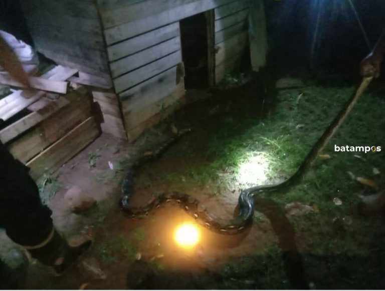 Ular Sepanjang 3 Meter Bersarang di Kandang Ayam Milik Warga Dabo Singkep, Lingga