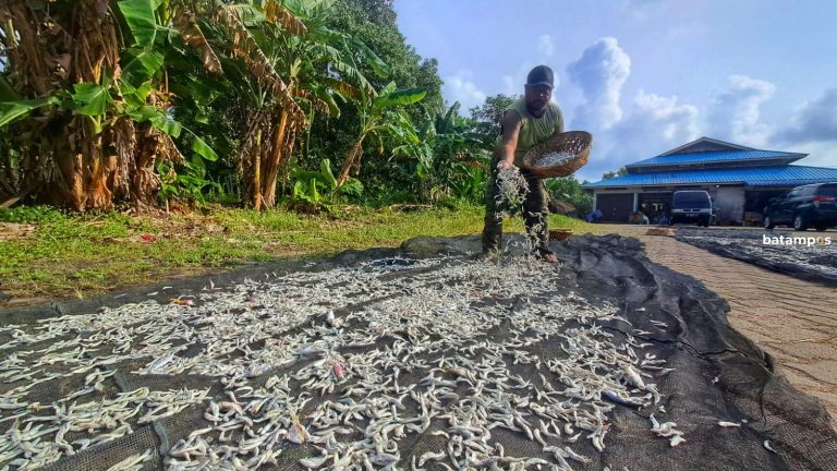 Pasokan Melimpah, Harga Ikan Bilis di Pasar Kawal Dijual Rp 80.000 Per Kilogram
