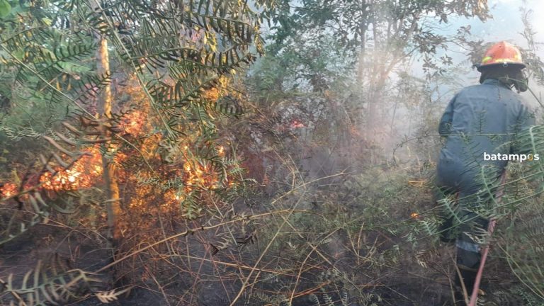 Setengah Hektare Lahan Milik PT. SBP di Jalan Raya Busung, Terbakar