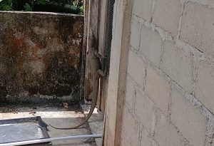 Warga Geger, Biawak Satu Meter Satroni Kandang Kucing di Tarempa Selatan