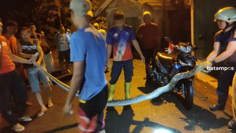 Geger Ular Sanca 4 Meter di Perumahan Griya Bestari Tanjungpinang, Damkar Turun Tangan