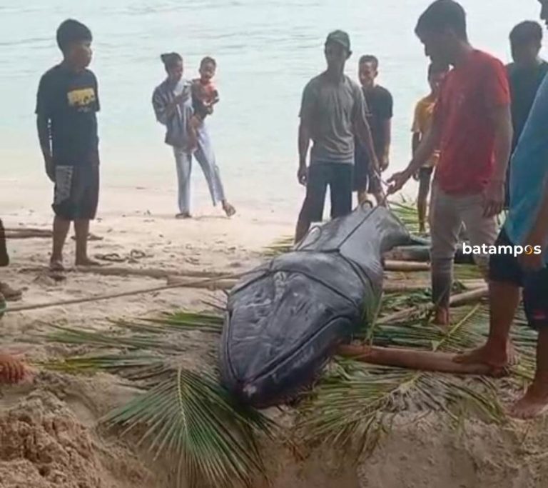 Warga Pulau Lalang Heboh Temukan Anak Paus Biru Terdampar di Pantai